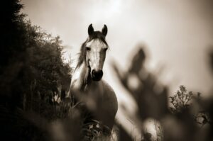 Tips To Stop Horses Shivering In the Rain