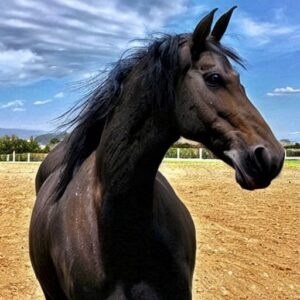 Unique Horse Names