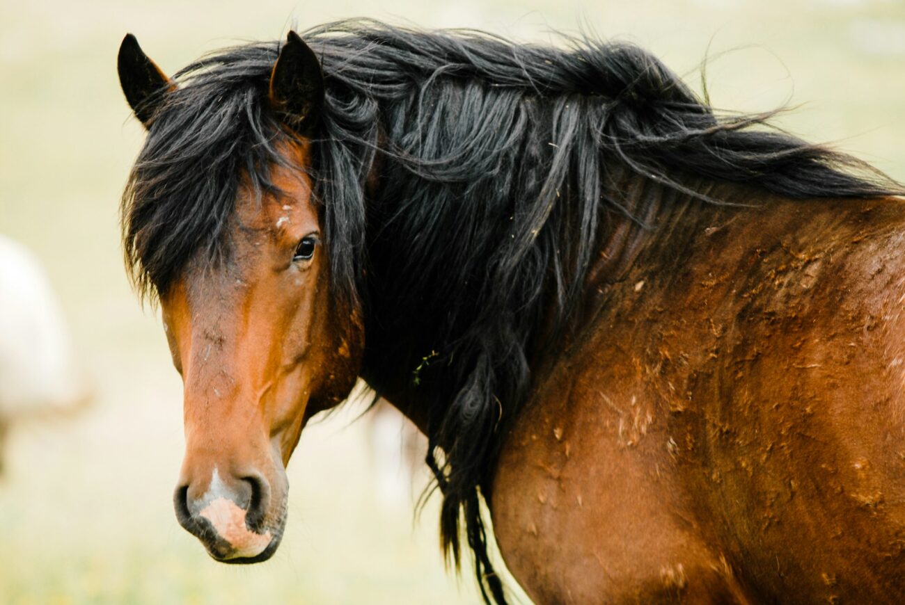 A bay horse with a long black mane looks back at the camera, patches of dried mud caked on its shoulder and side