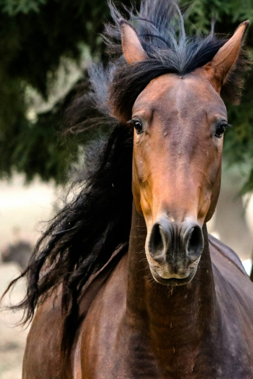 A bay horse faces the camera with a long, thick black mane blown loose across its neck and forelock