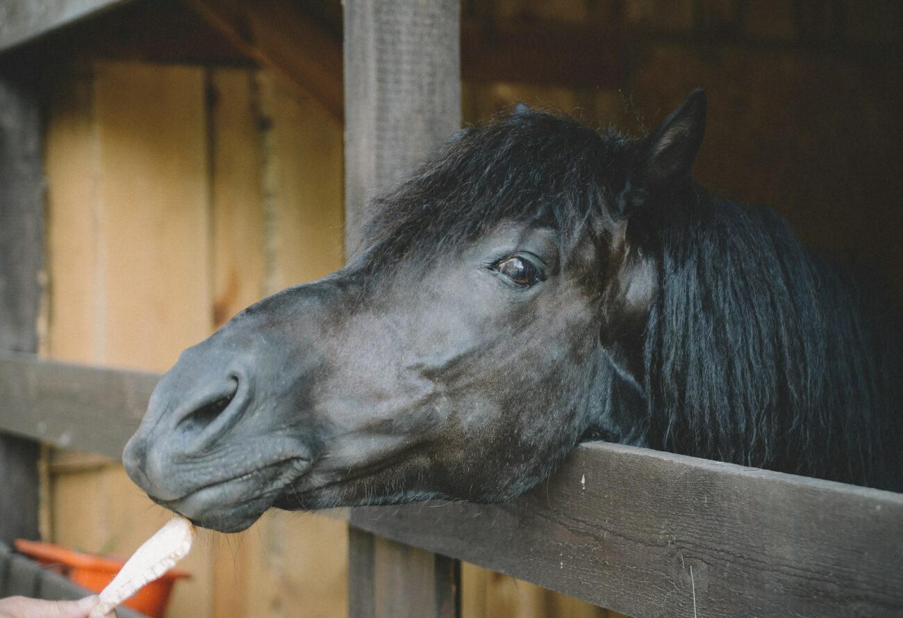 A dark horse with a thick mane leans over a wooden stall door to take a treat from a hand