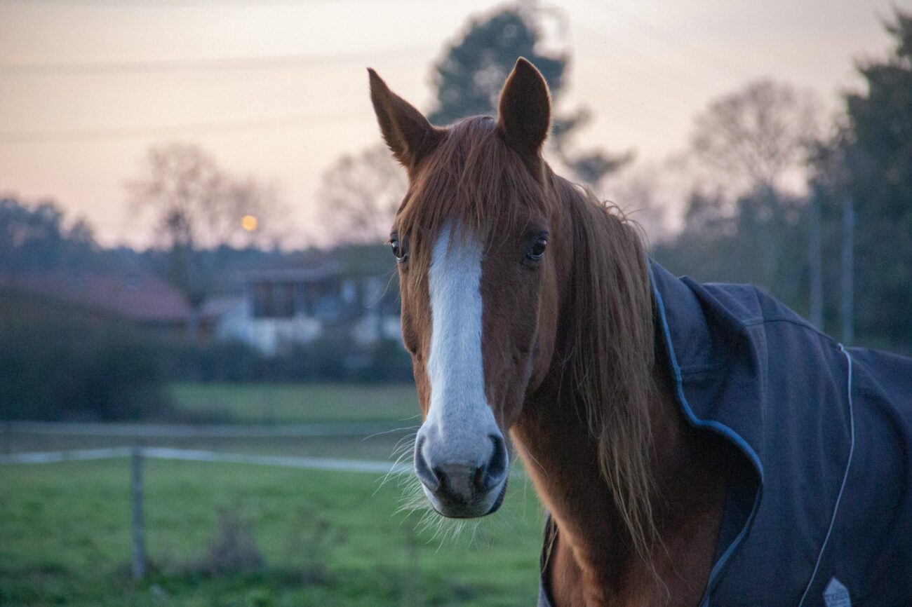 A chestnut horse with a white blaze and long forelock stands in a field at dusk wearing a navy turnout blanket