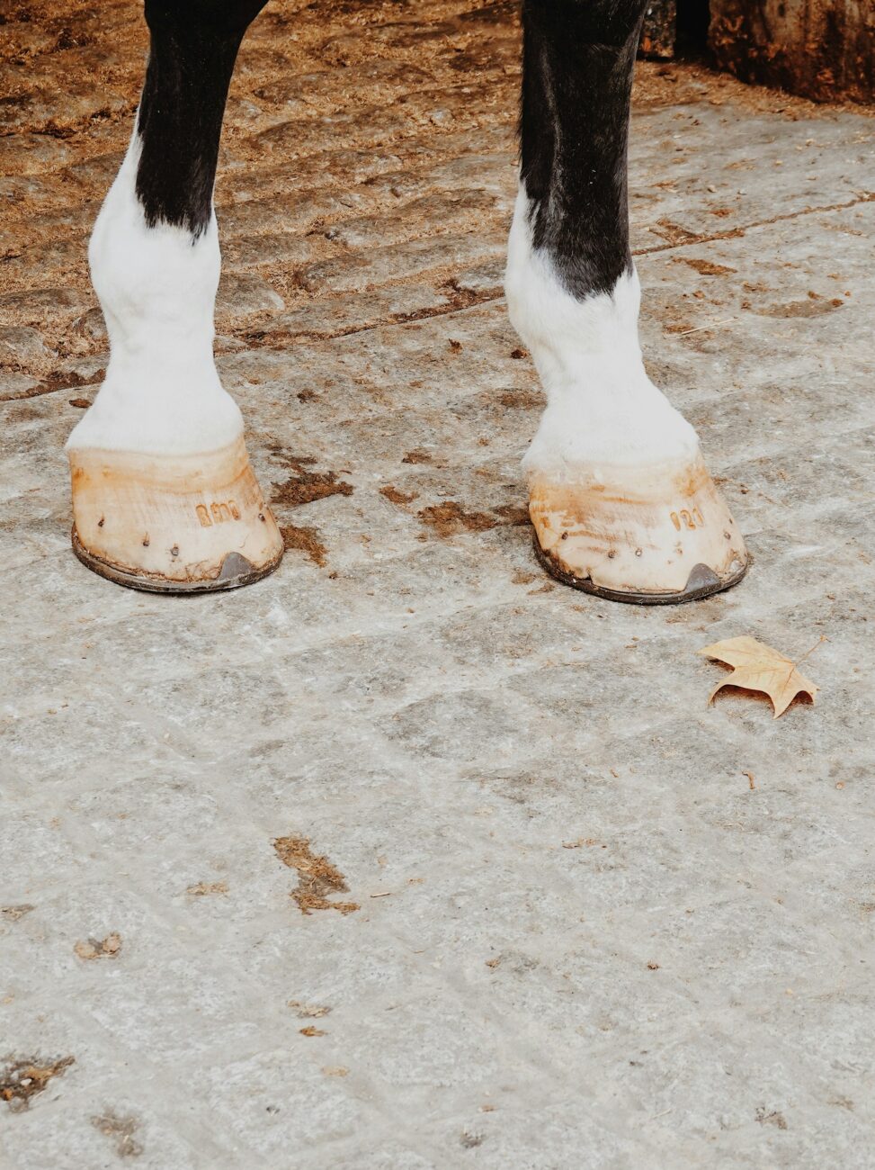 Two shod front hooves of a horse with white socks standing on stone, a toe clip on each shoe and a row of clinches along the hoof wall