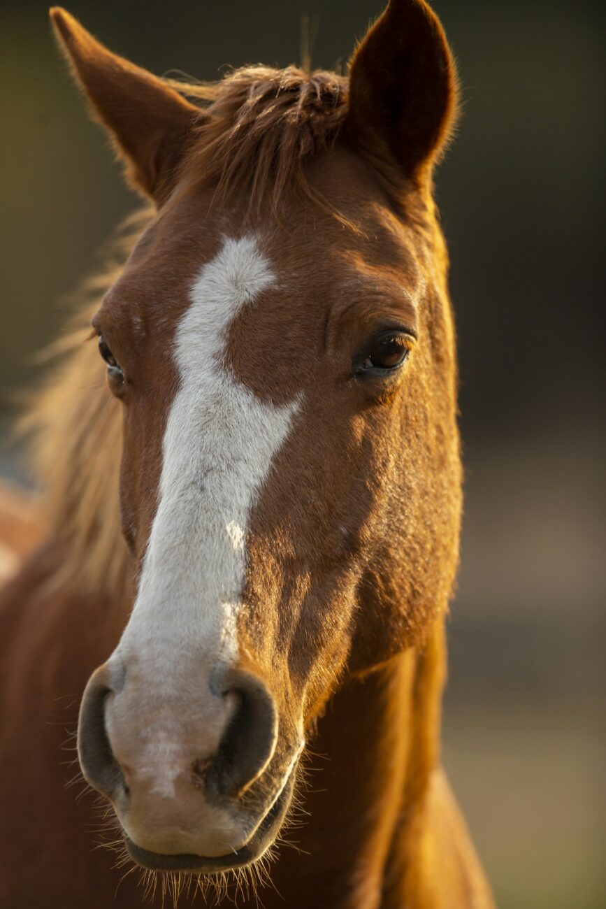 A chestnut horse with a white blaze looks straight at the camera, its eyes, nostrils and muzzle close up