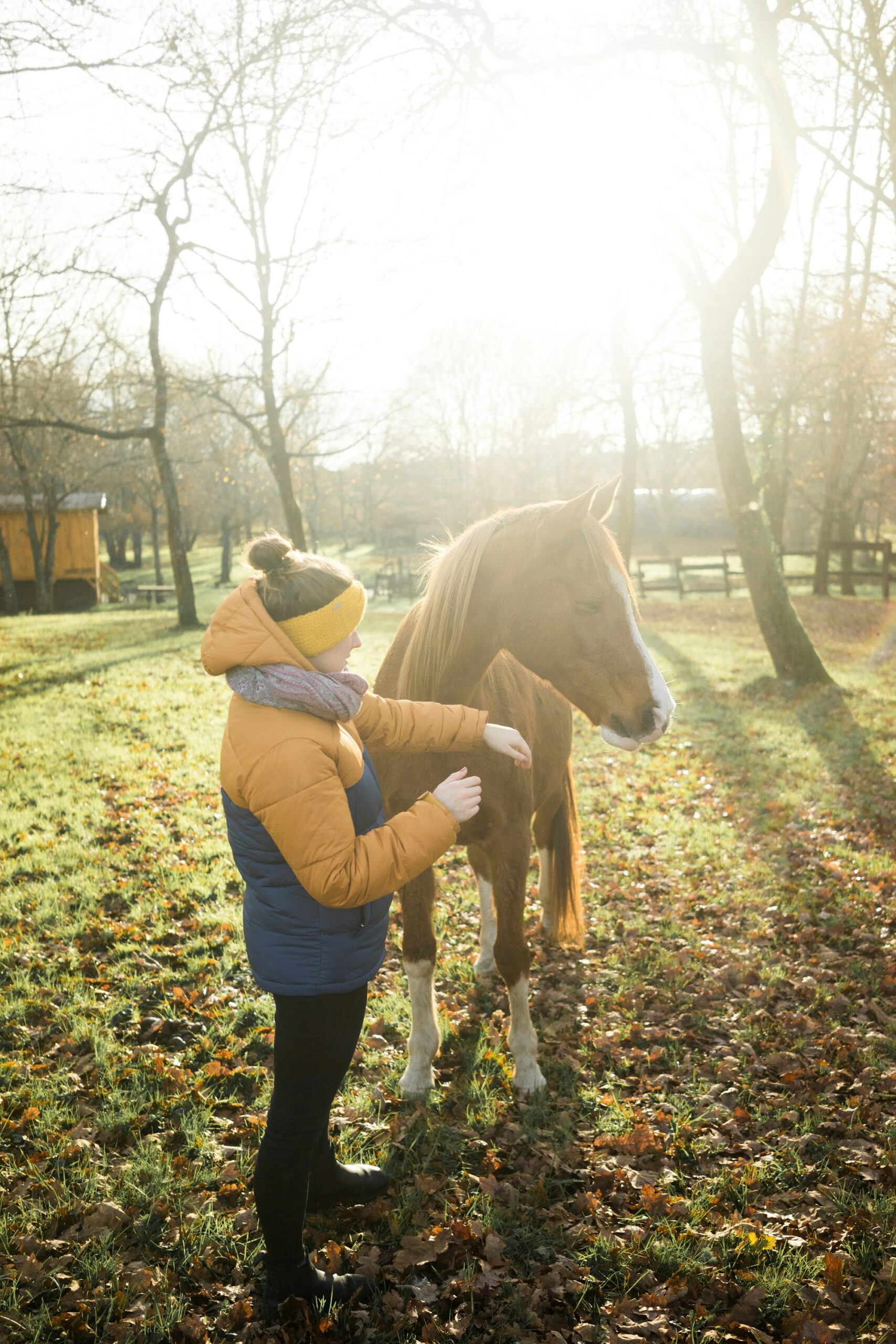 What Goes in a Horse Grooming Kit (and How to Use Each Brush)