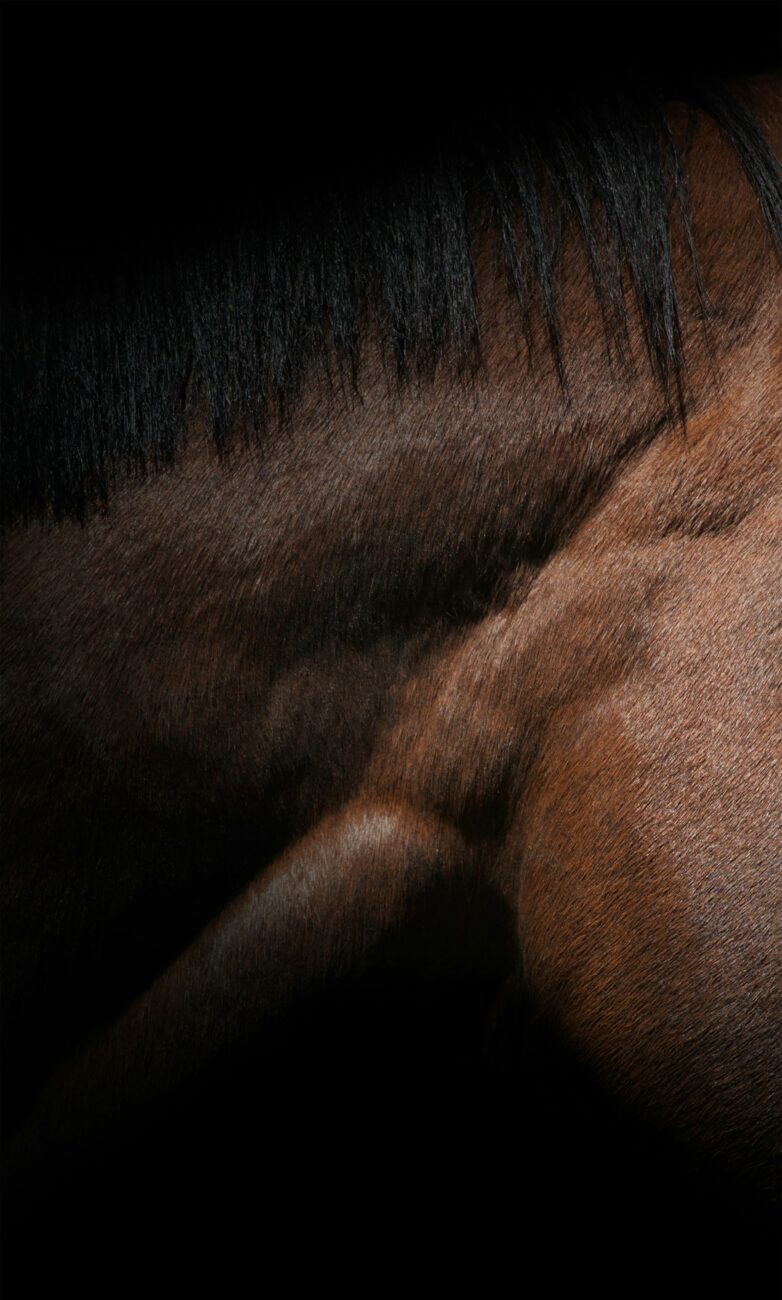 A close view of a bay horse's neck and dark mane, the short coat catching a soft light