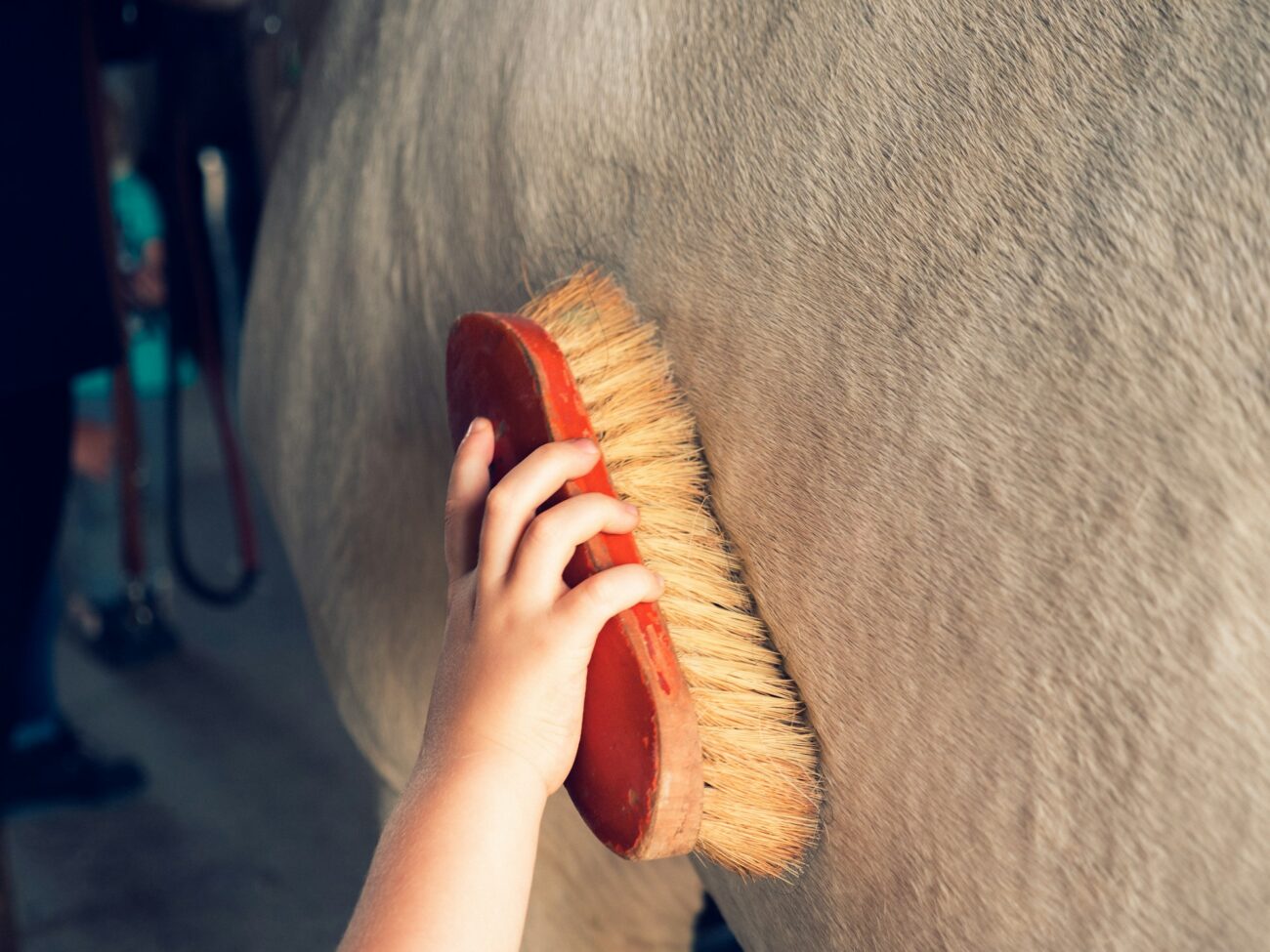 A small hand pushes a red-backed stiff-bristled dandy brush across a dun horse's side in a barn aisle
